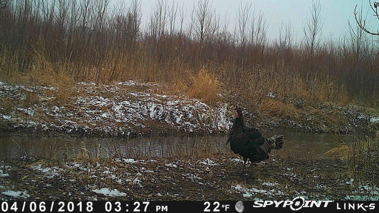 Quinn Recommends Using Trail Cameras to Locate Turkeys
