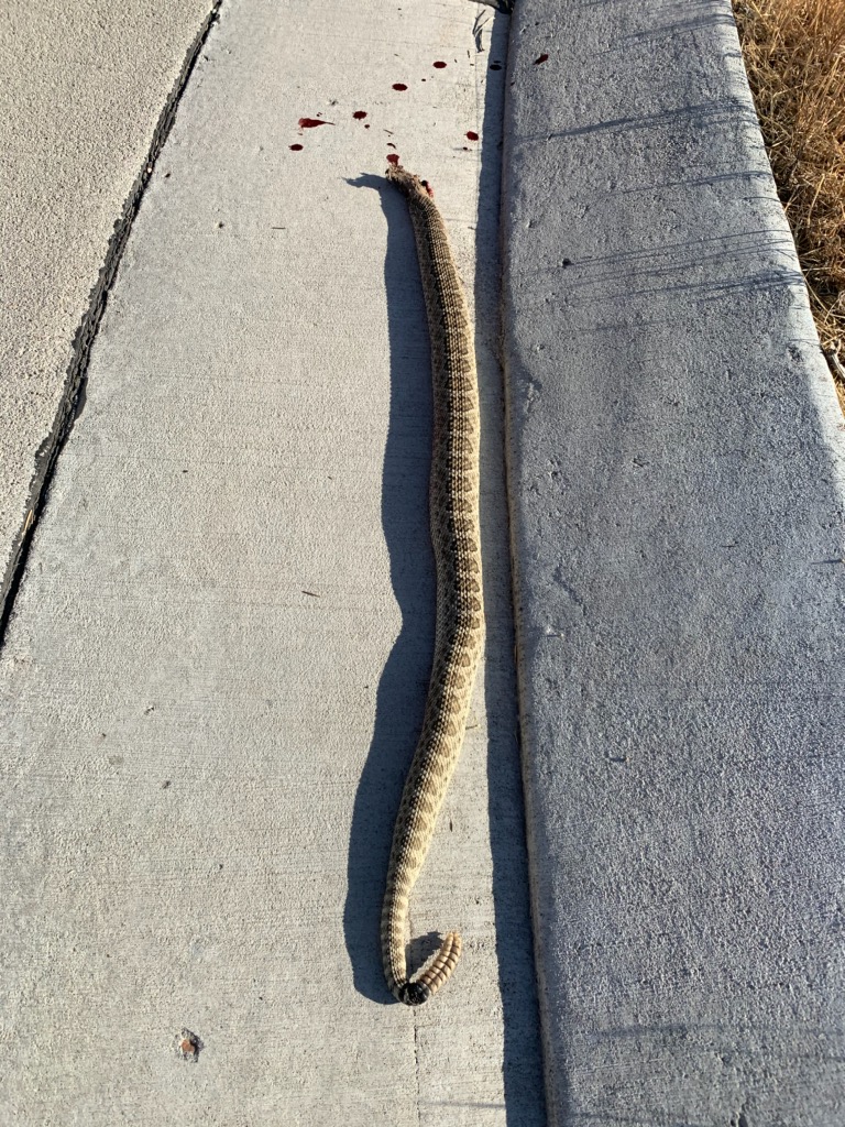 Nexgen Outfitters Rattlesnake at the Shop