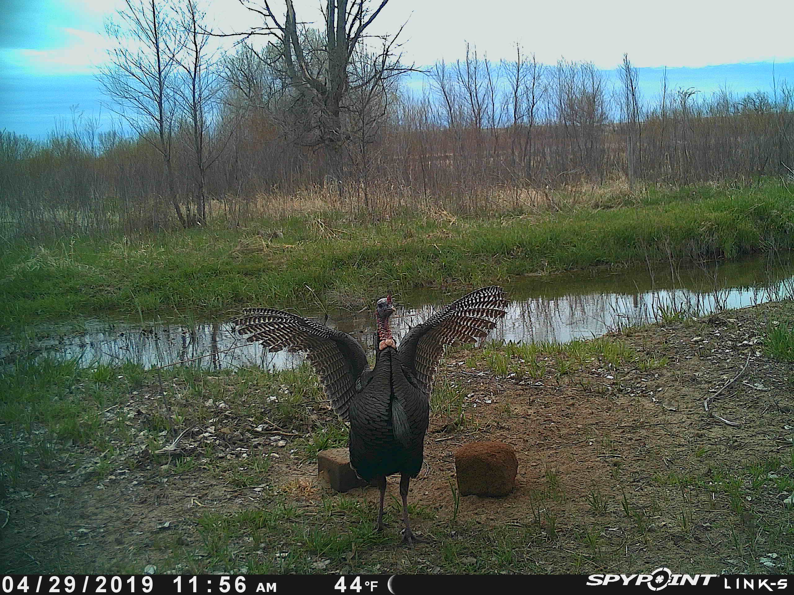 Spypoint Trail Camera Spring Turkey Picture